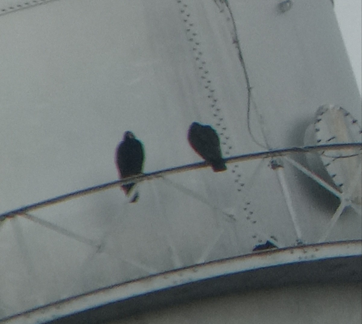 Turkey Vulture - ML616429757