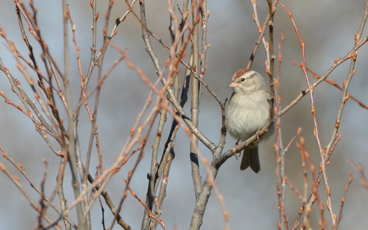 Chipping Sparrow - ML616429760