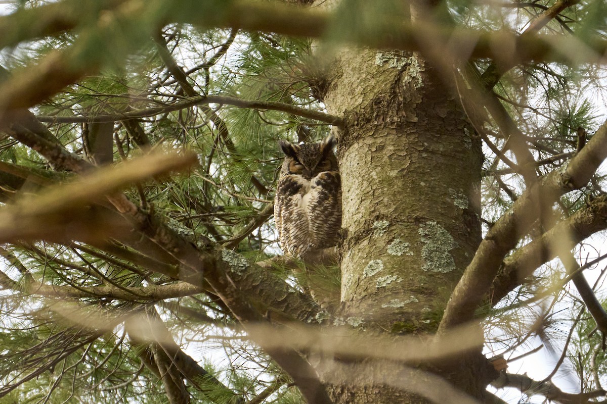 Great Horned Owl - ML616429764