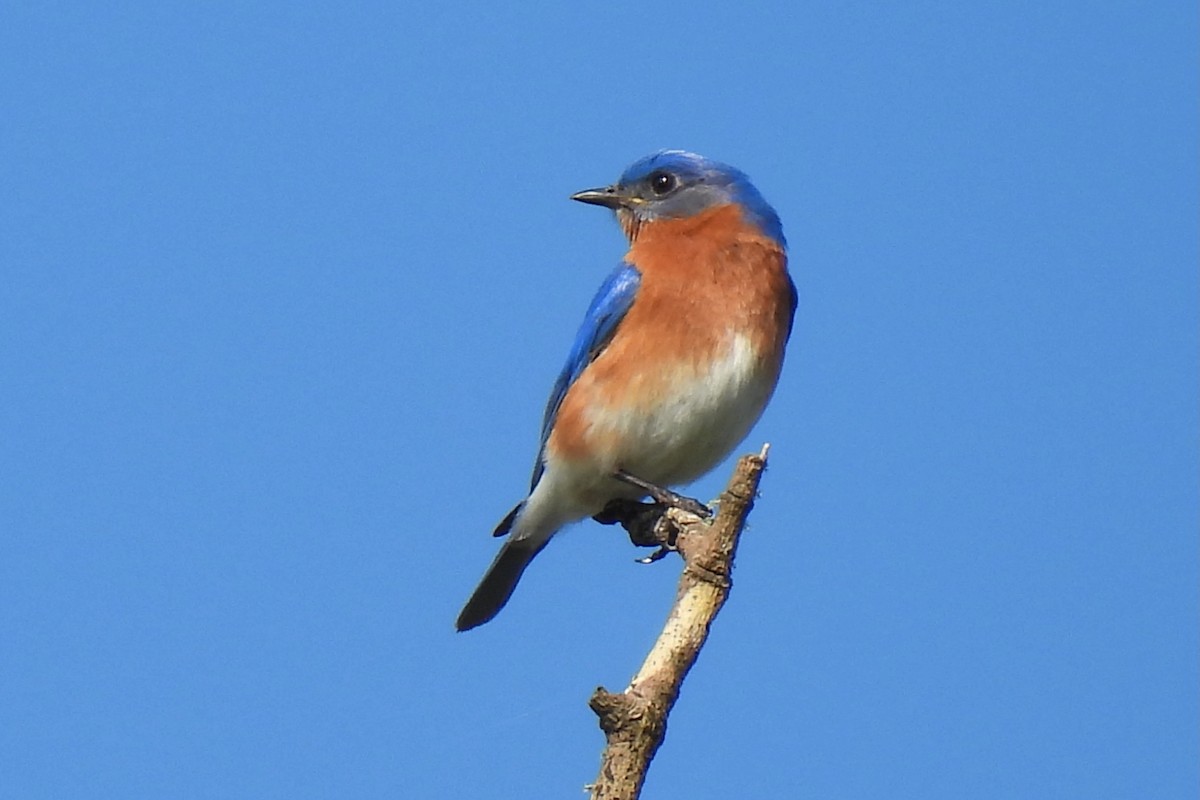 Eastern Bluebird - Judith A. Kennedy