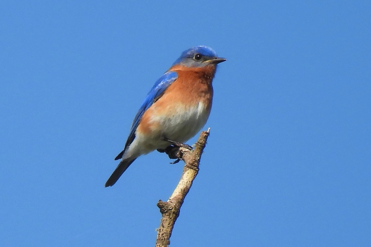 Eastern Bluebird - ML616429767