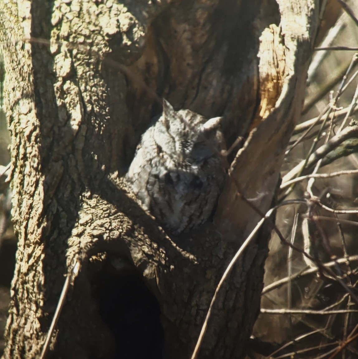 Eastern Screech-Owl - ML616429783