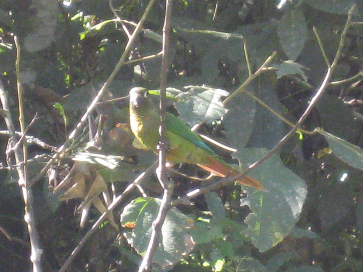 Maroon-bellied Parakeet - Tim Harrop