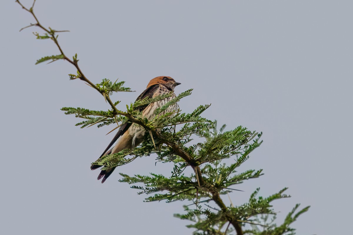 Lesser Striped Swallow - ML616429827