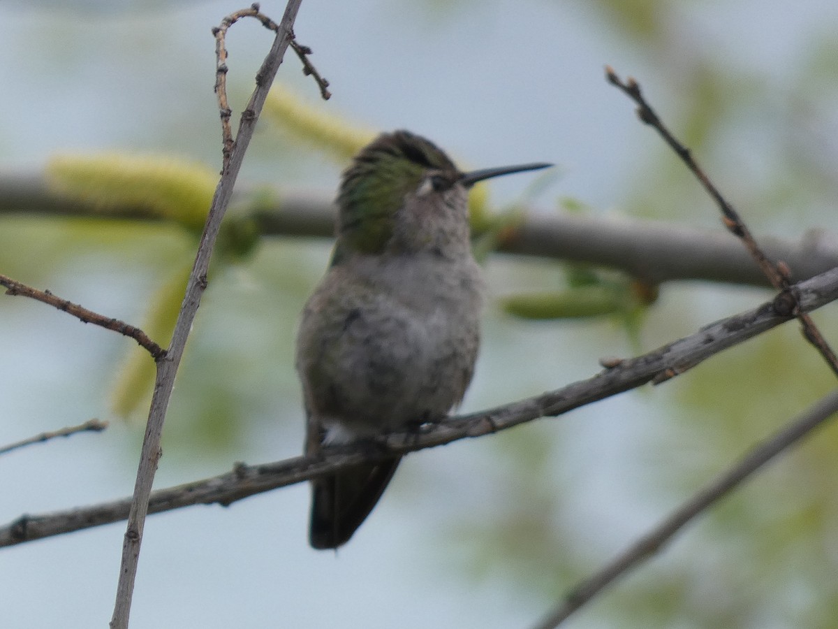 hummingbird sp. - Stephanie Delaney