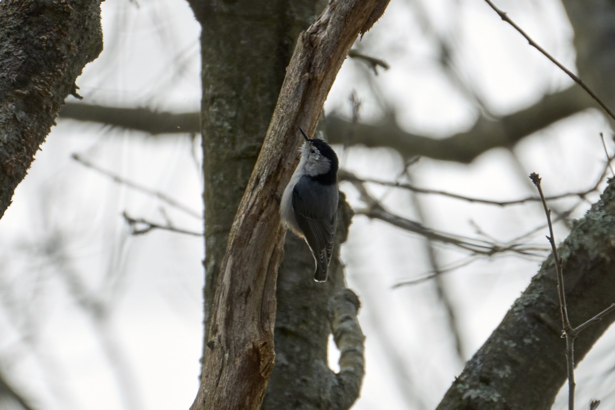 White-breasted Nuthatch (Eastern) - ML616429858