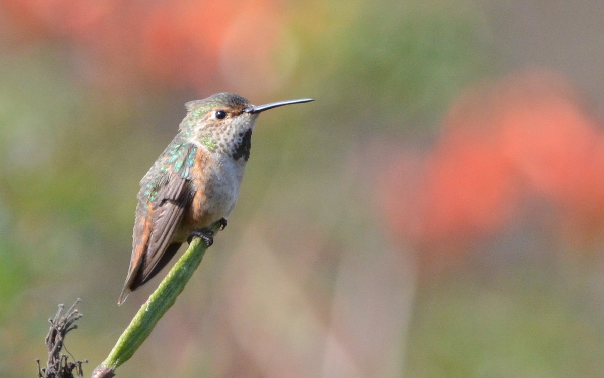 Allen's Hummingbird - Ramón  Trinchan Guerra