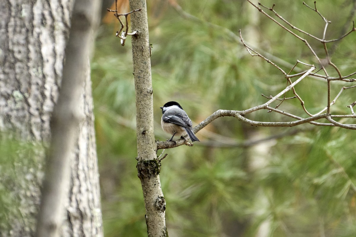 Black-capped Chickadee - ML616429869