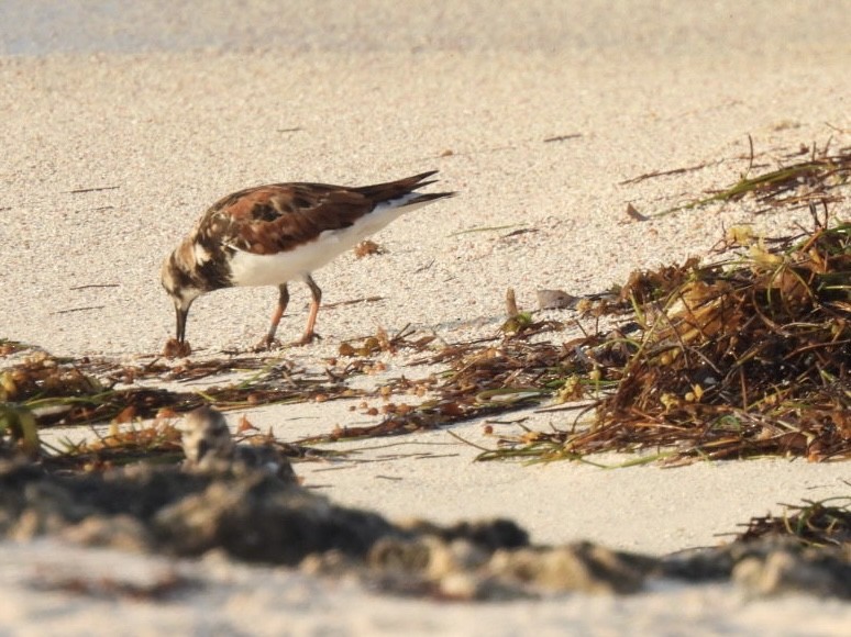 Ruddy Turnstone - ML616429875