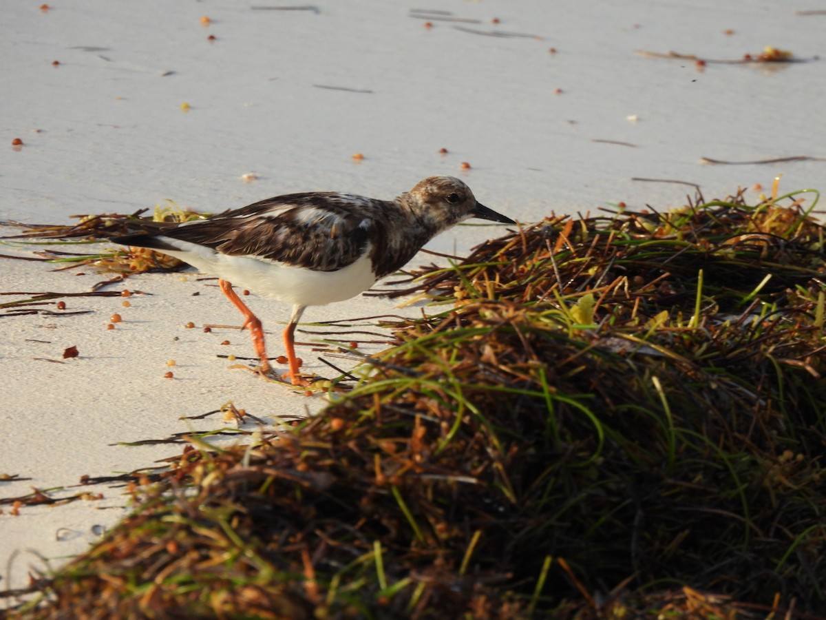 Ruddy Turnstone - ML616429877