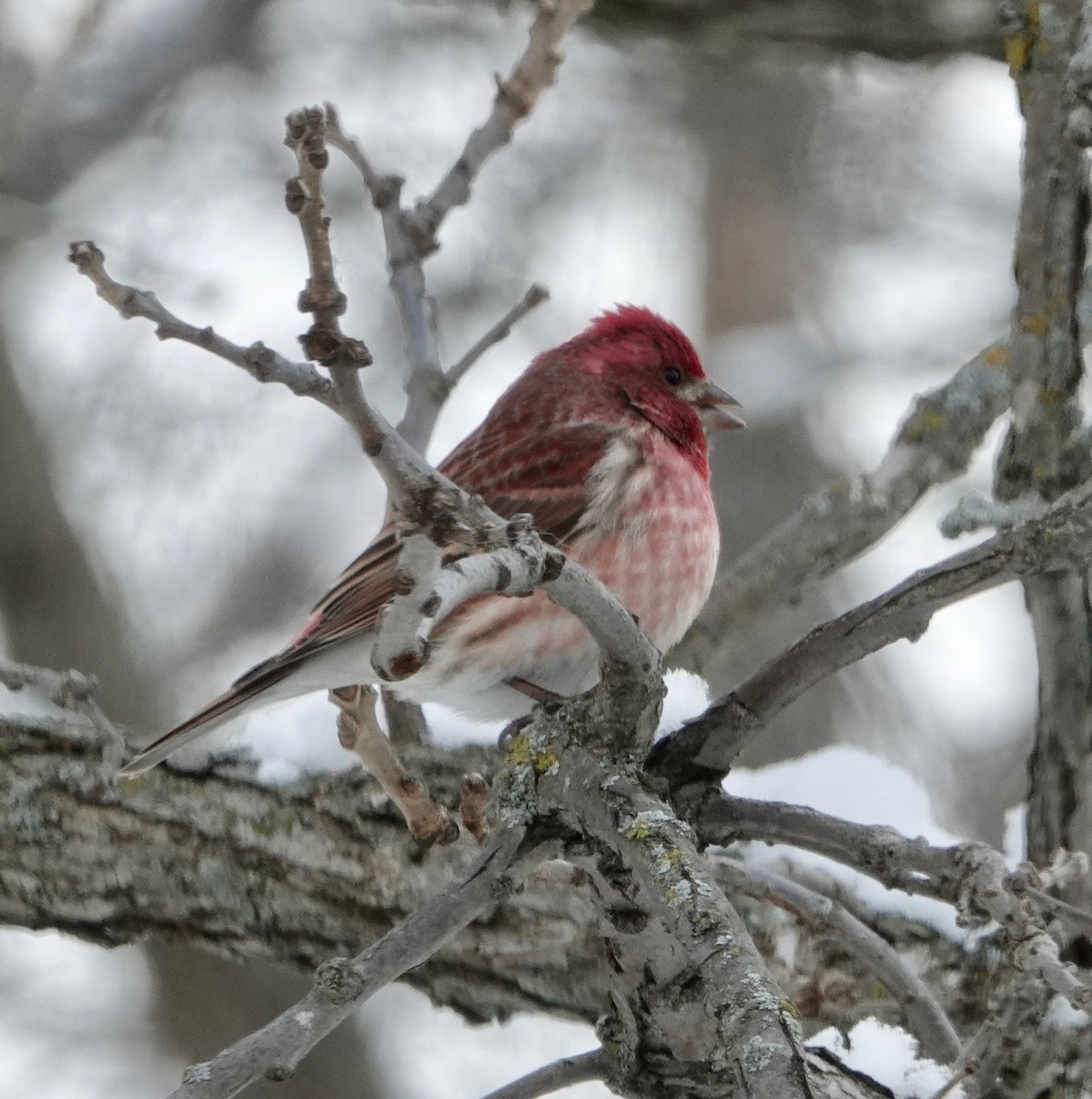 Purple Finch - Nancy Henke