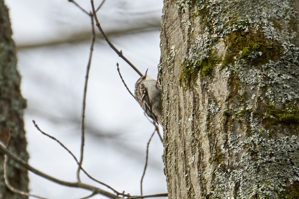 Brown Creeper - ML616429931