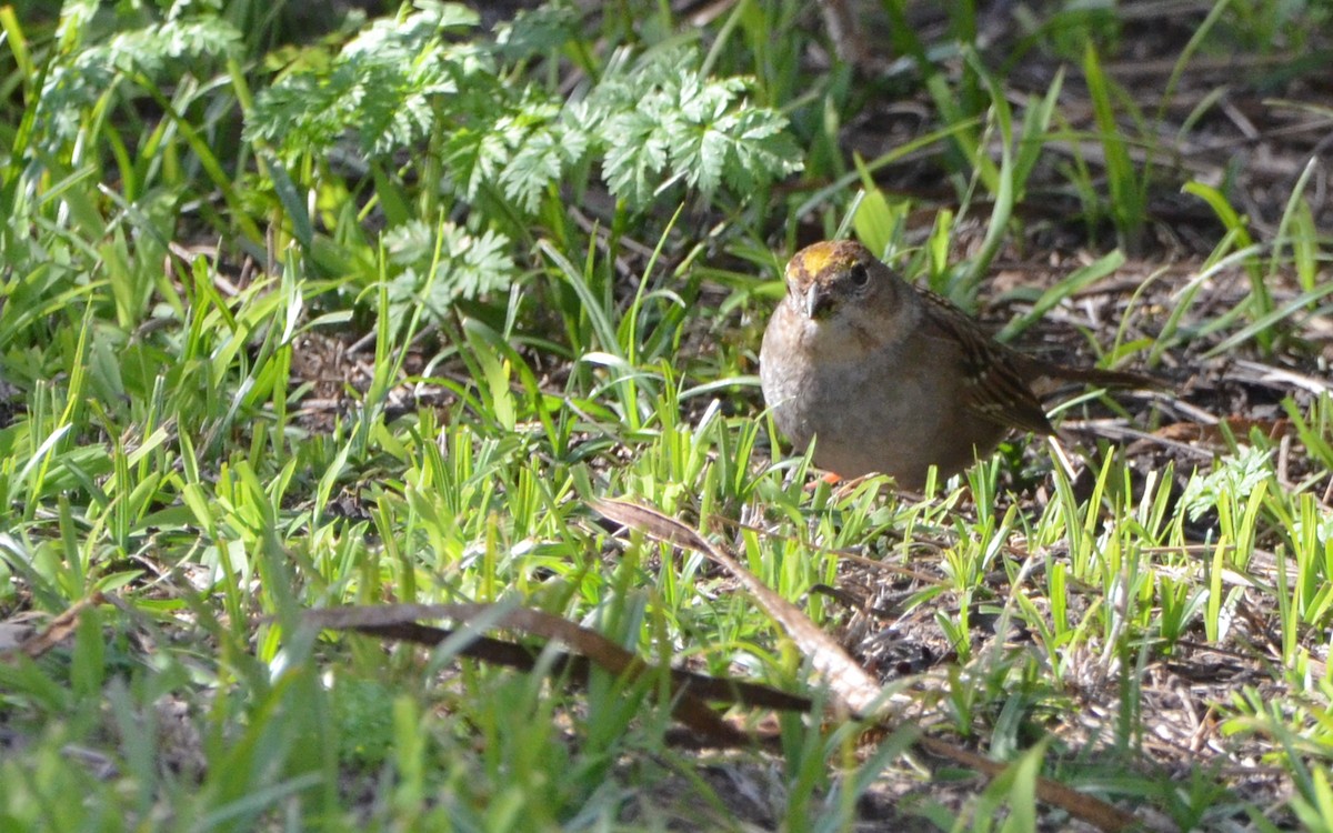 Bruant à couronne dorée - ML616429938