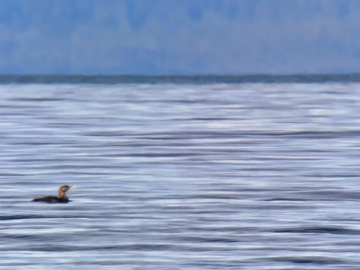 Yellow-billed Loon - Detlef Buettner