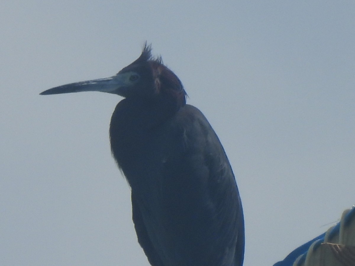 Little Blue Heron - ML616429962