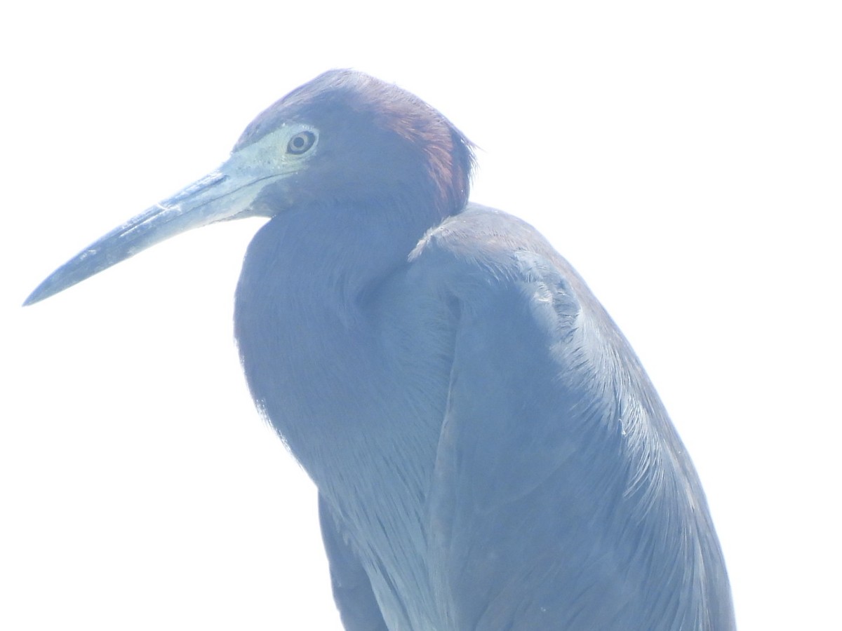 Little Blue Heron - ML616429963