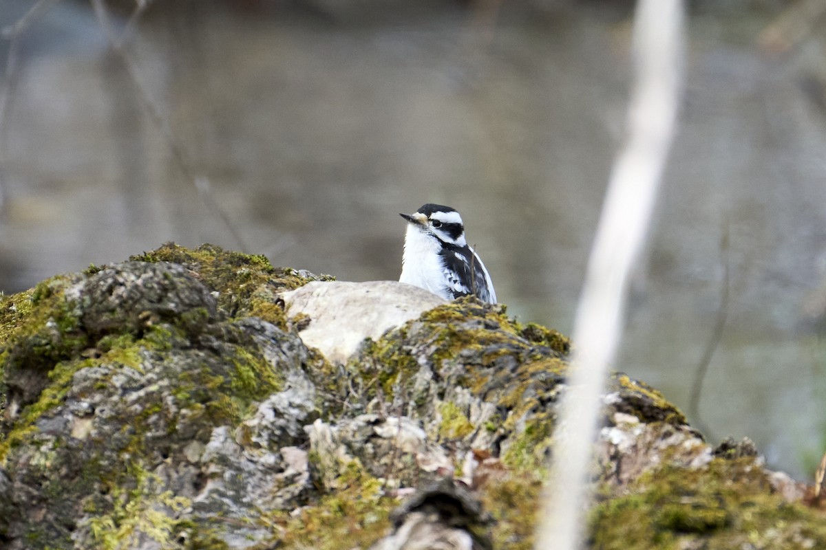 Downy Woodpecker (Eastern) - ML616429982