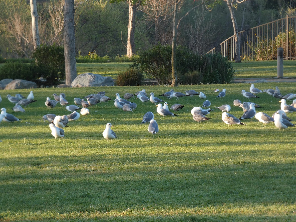 Gaviota/Gavión sp. - ML616429993