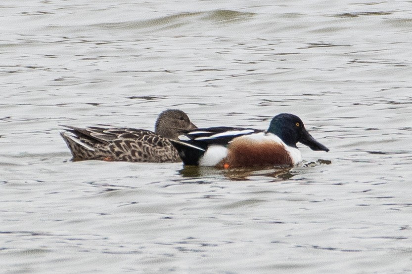 Northern Shoveler - Don Hewitt