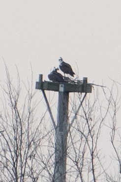 Osprey - Don Hewitt