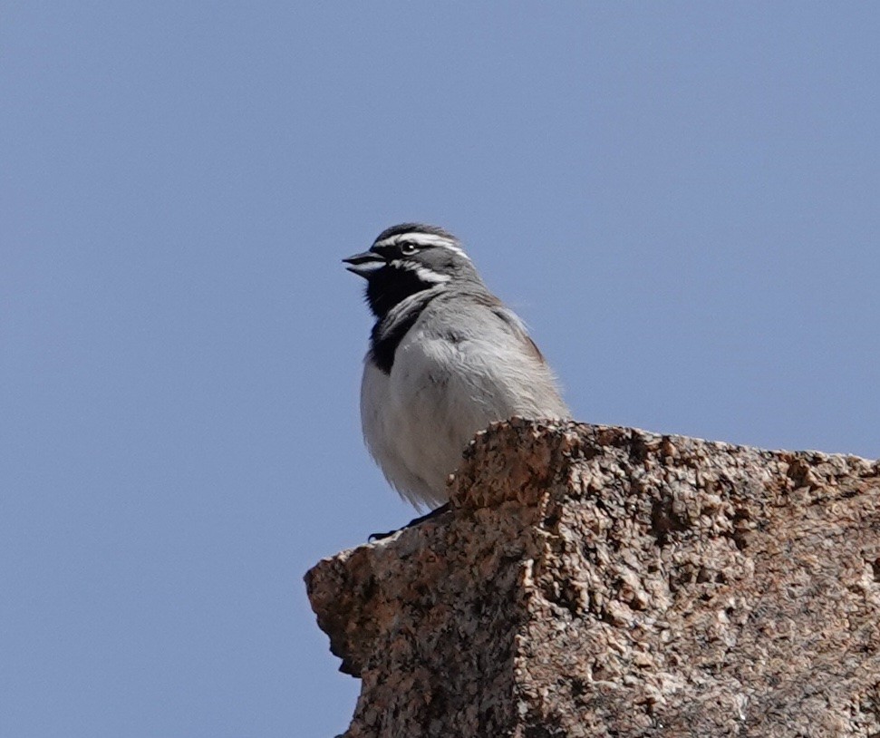 Black-throated Sparrow - ML616430048