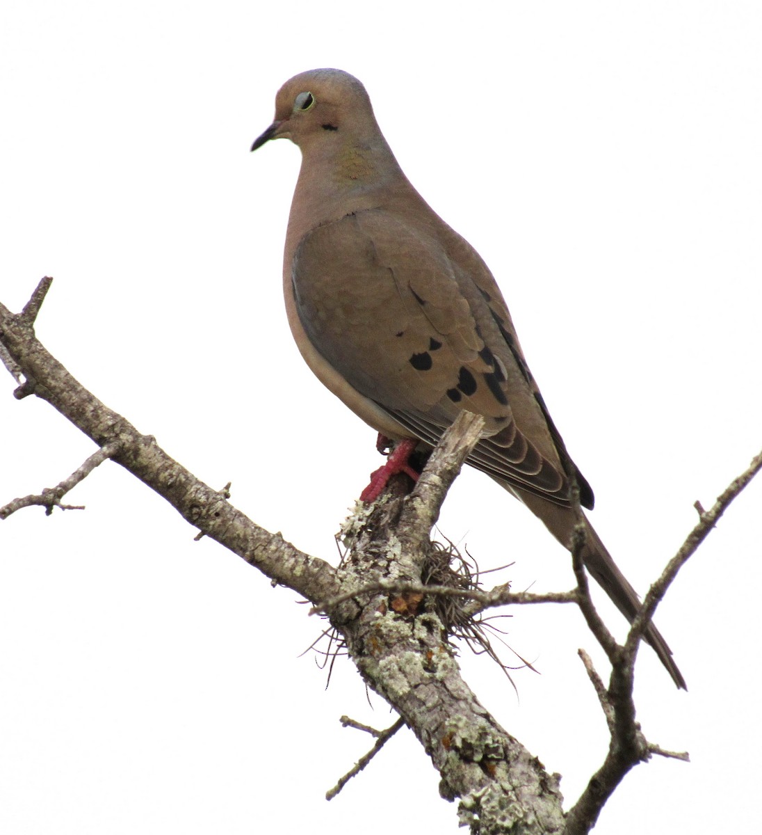 Mourning Dove - ML616430066