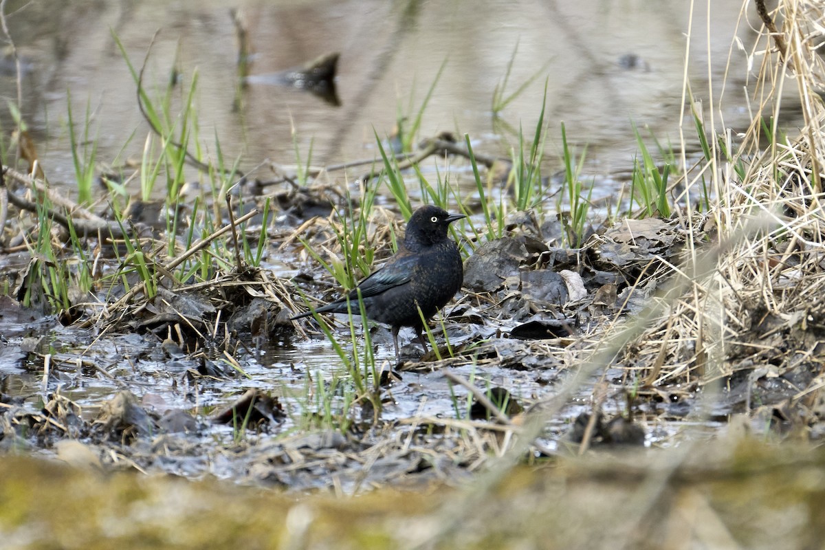 Rusty Blackbird - ML616430069