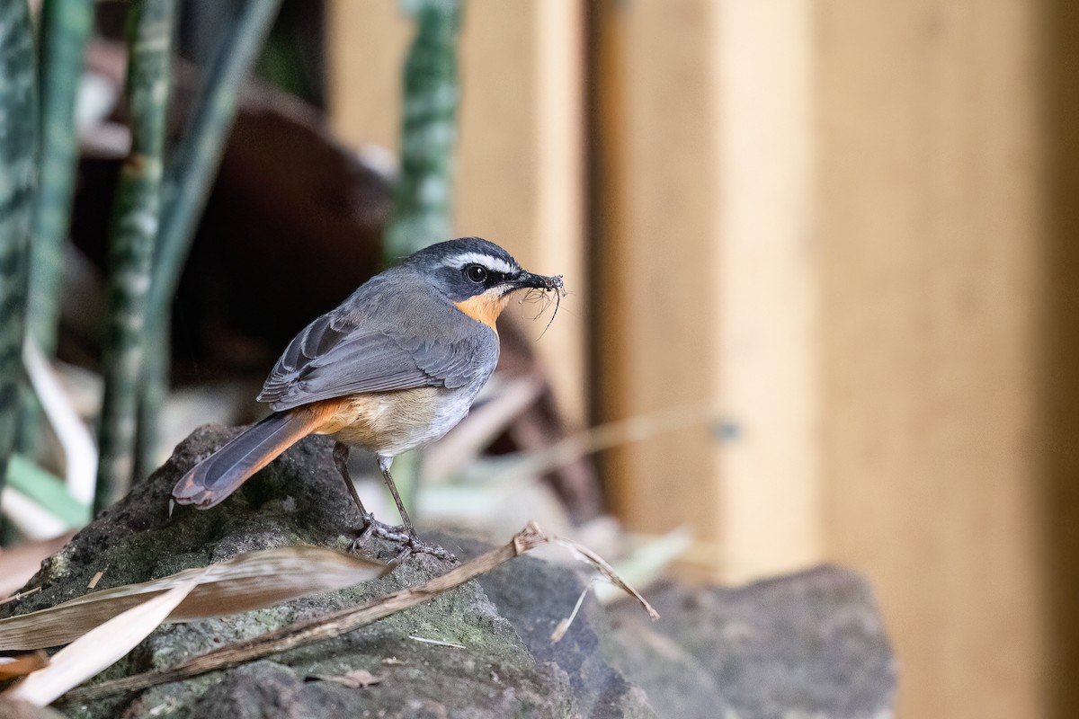 Cape Robin-Chat - ML616430073