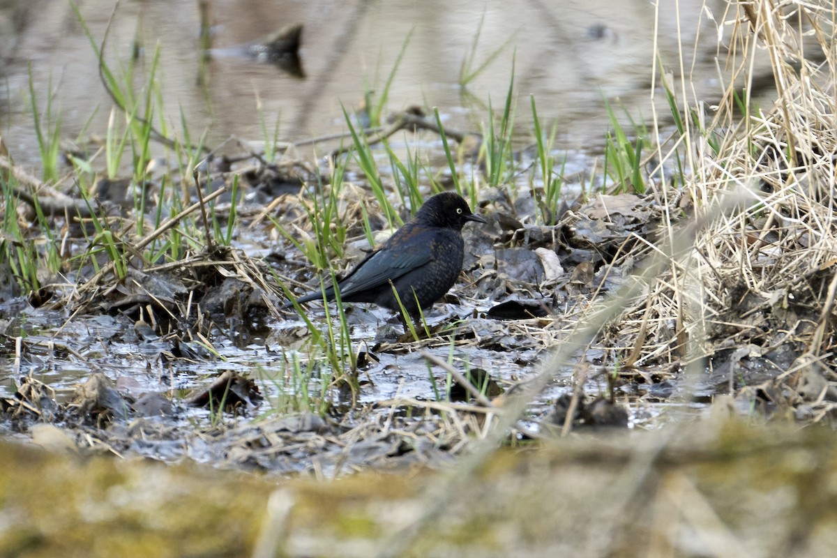 Rusty Blackbird - ML616430076