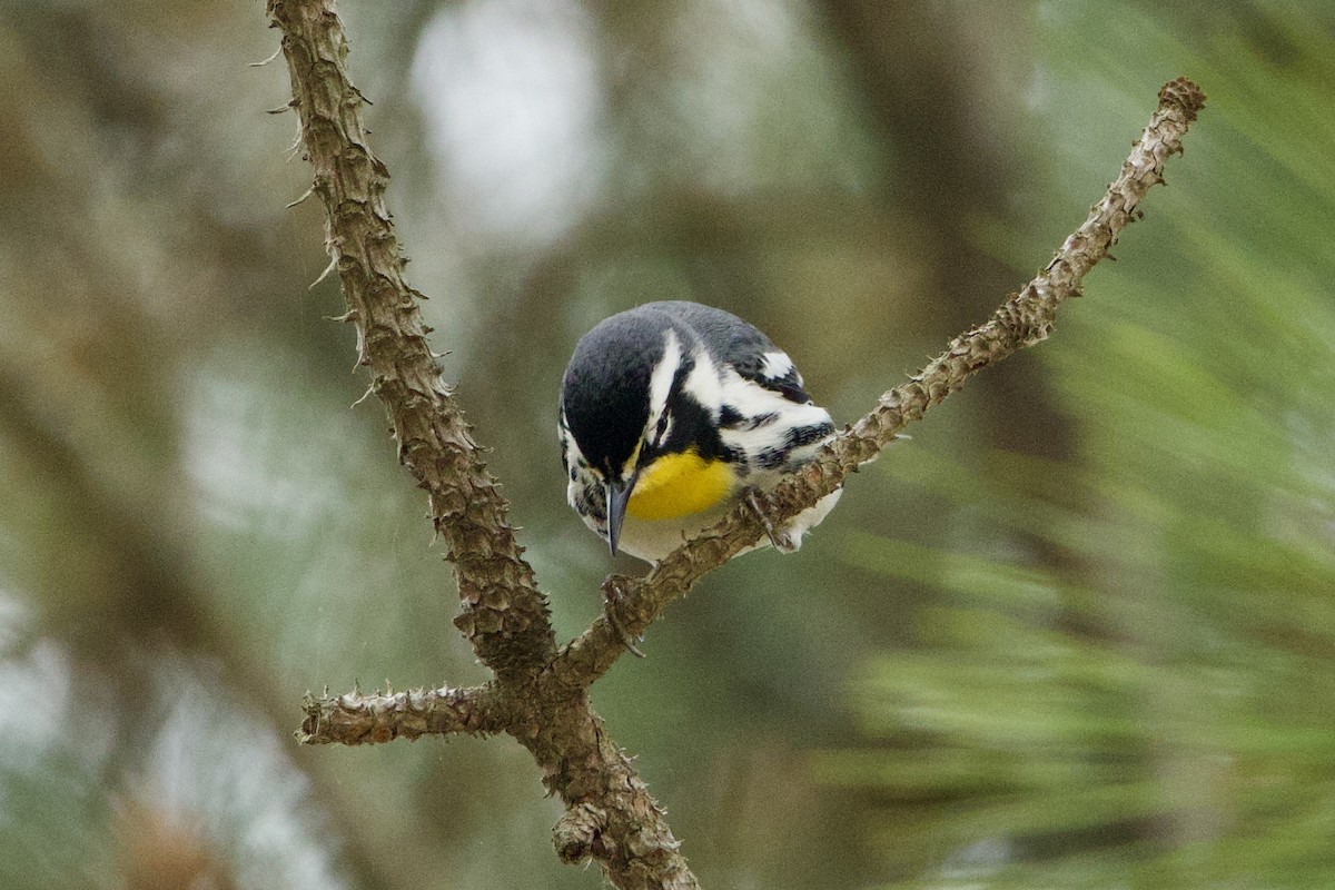 Yellow-throated Warbler - Benjamin Dillard