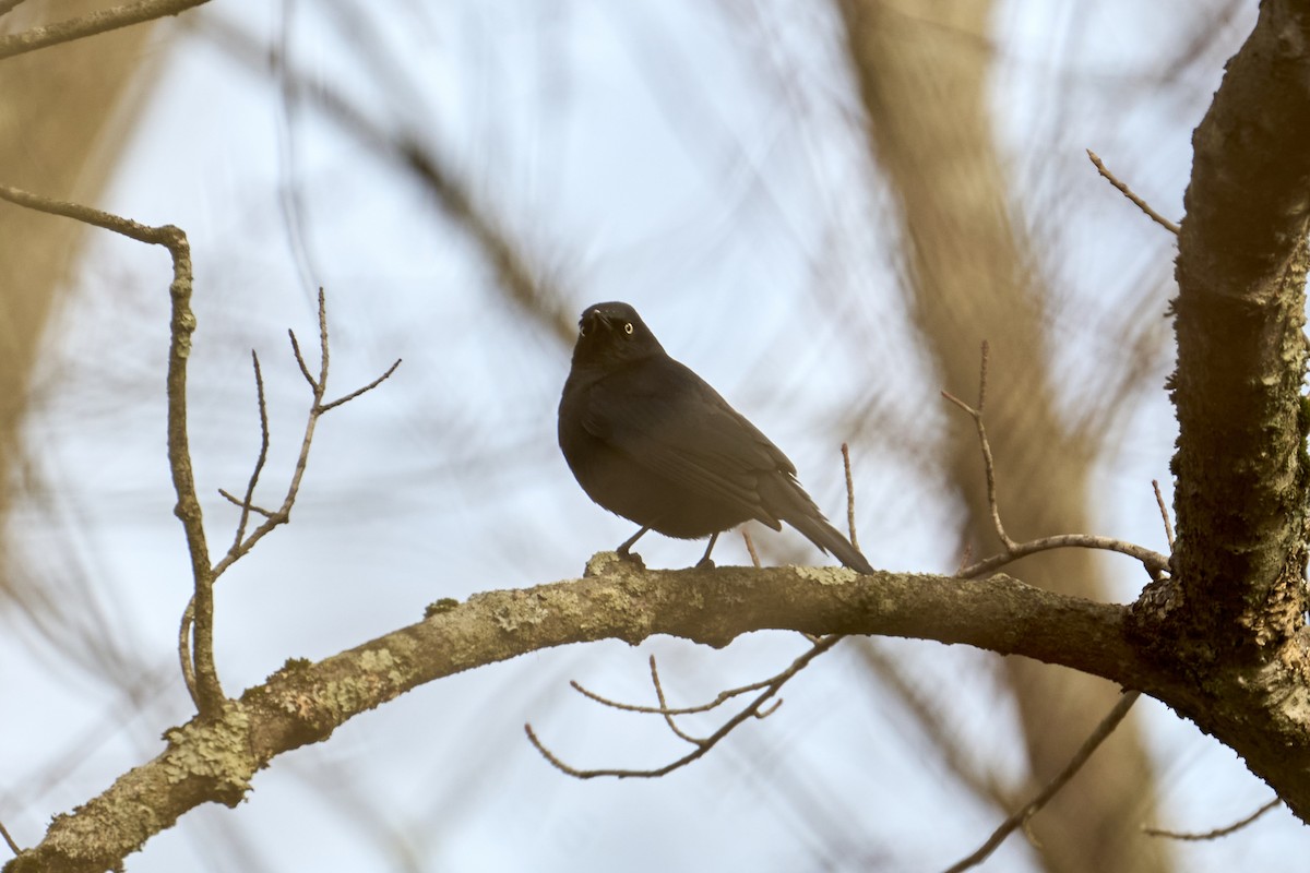 Rusty Blackbird - ML616430082