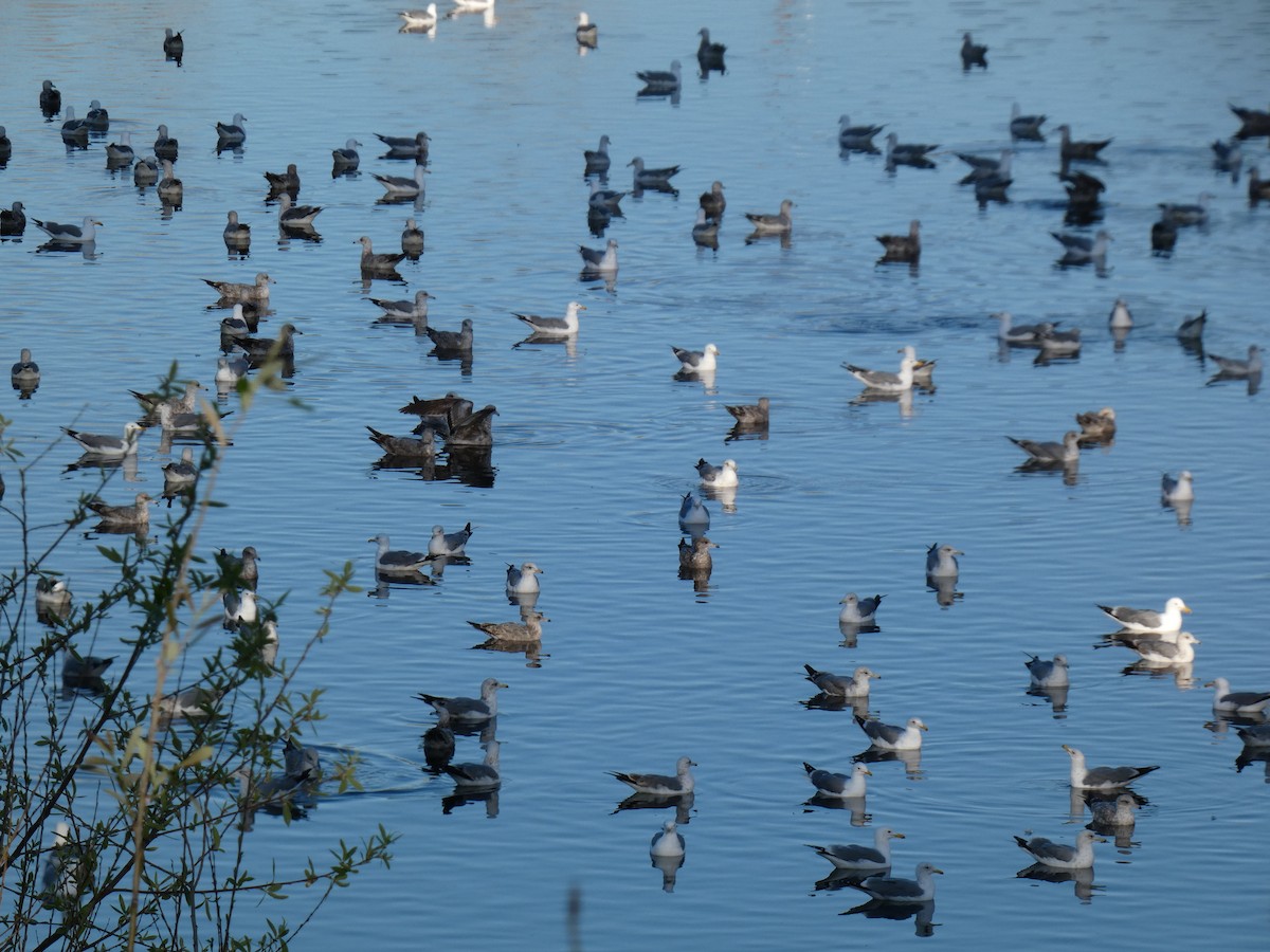 gull sp. - ML616430097