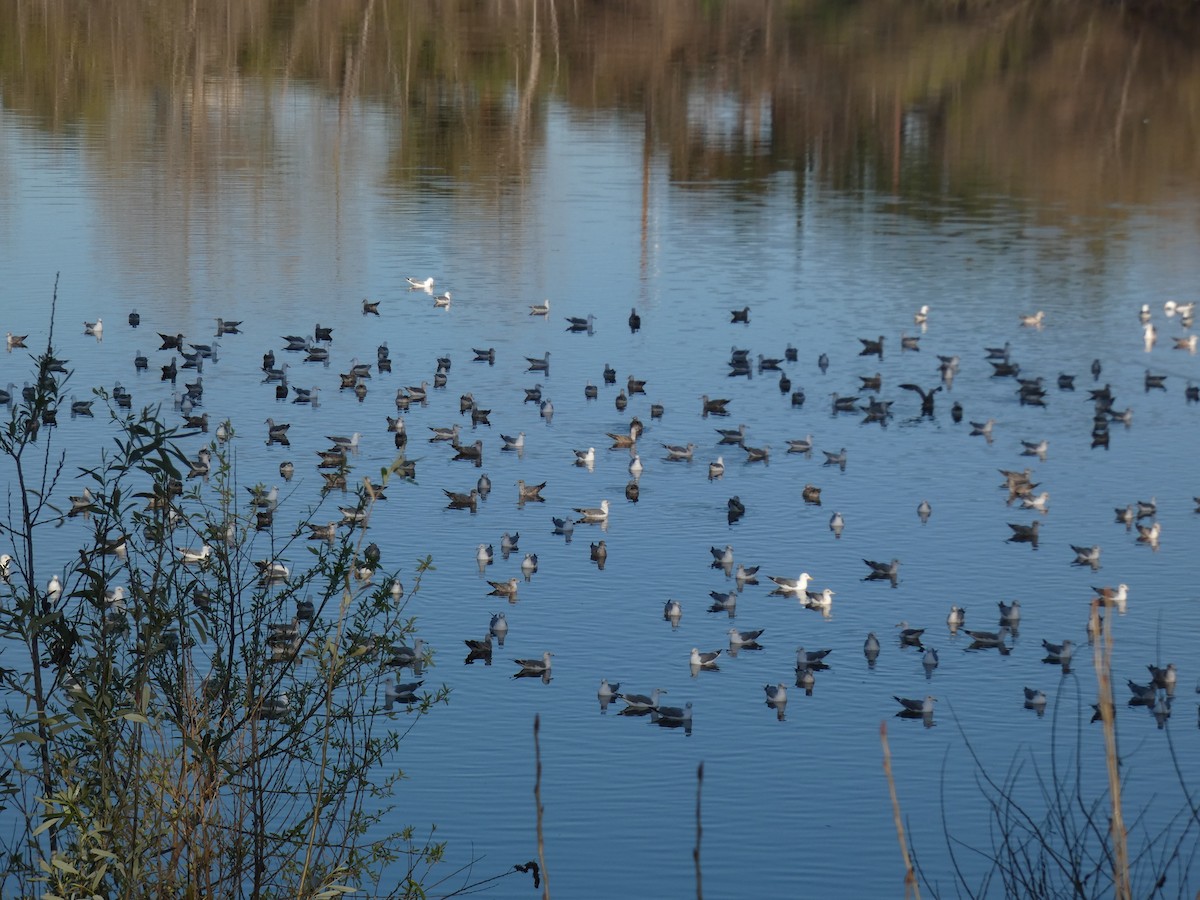 gull sp. - ML616430099