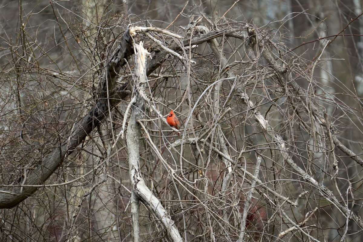 Northern Cardinal - ML616430102