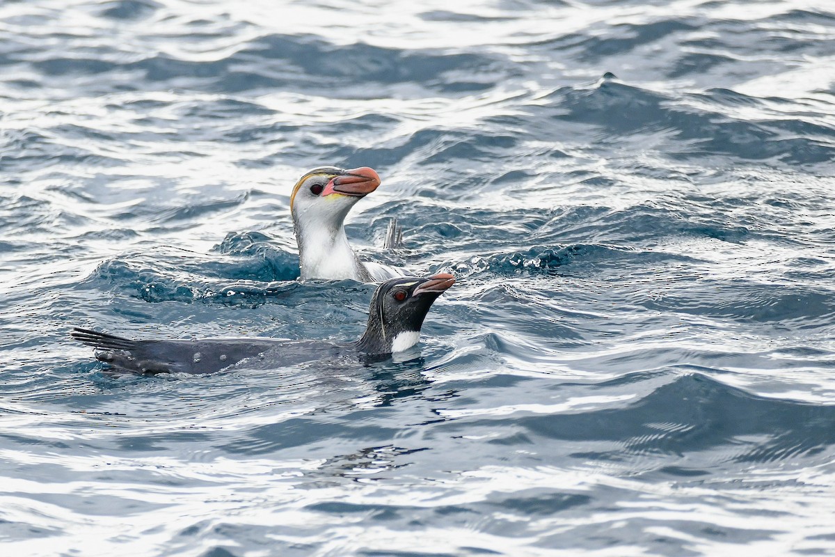 Southern Rockhopper Penguin (Eastern) - ML616430153