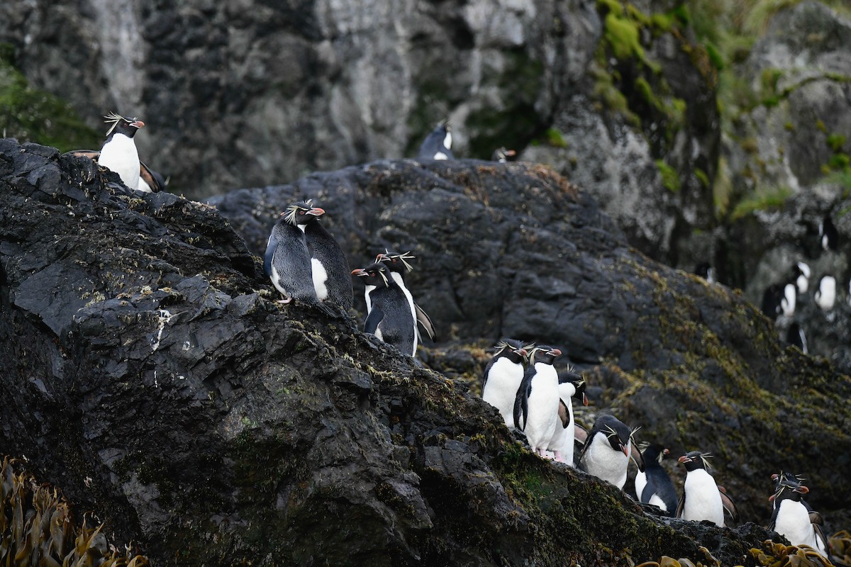 Southern Rockhopper Penguin (Eastern) - ML616430154