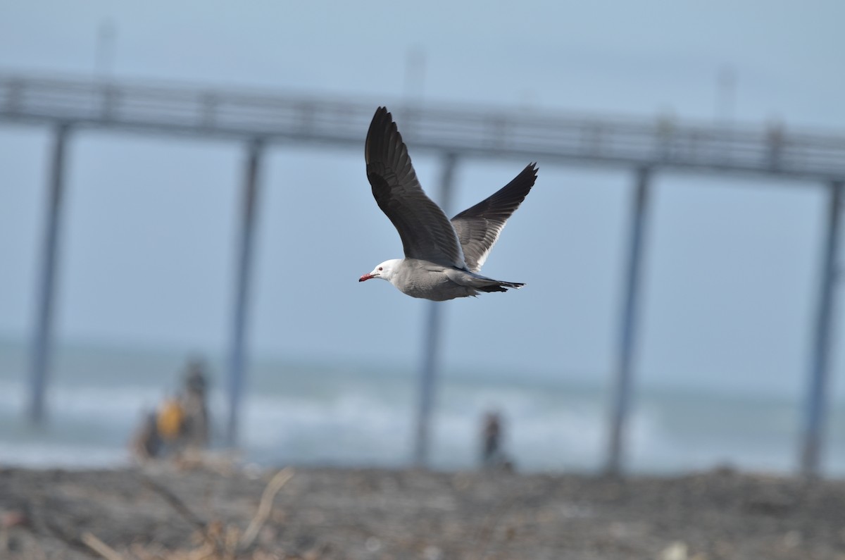 Heermann's Gull - ML616430177