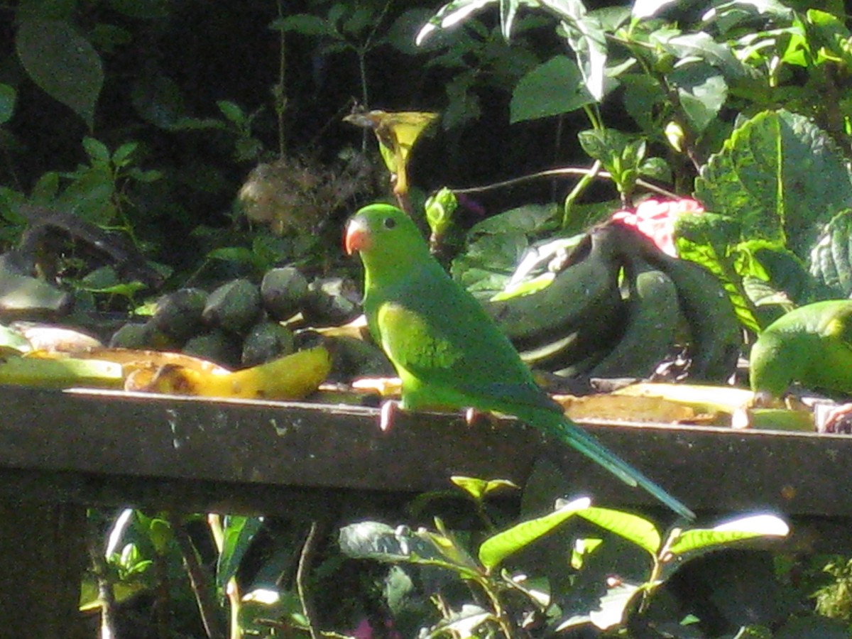 Plain Parakeet - Tim Harrop