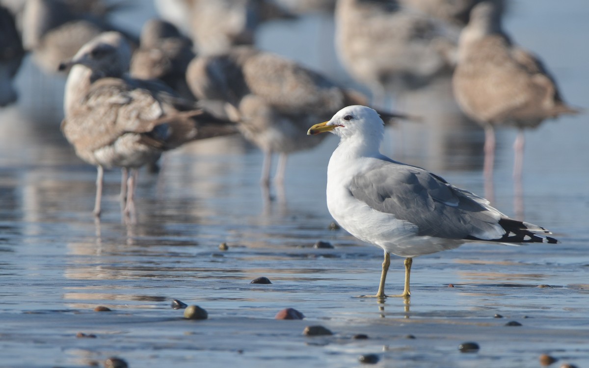 California Gull - ML616430202