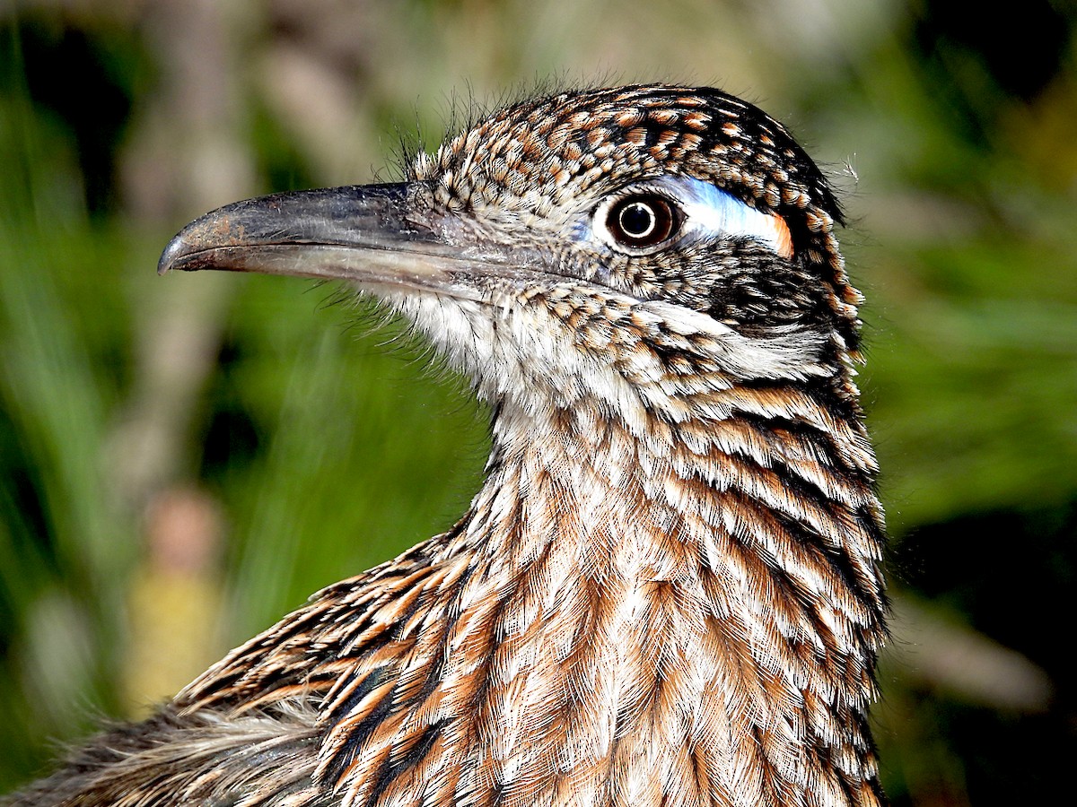 Greater Roadrunner - ML616430208