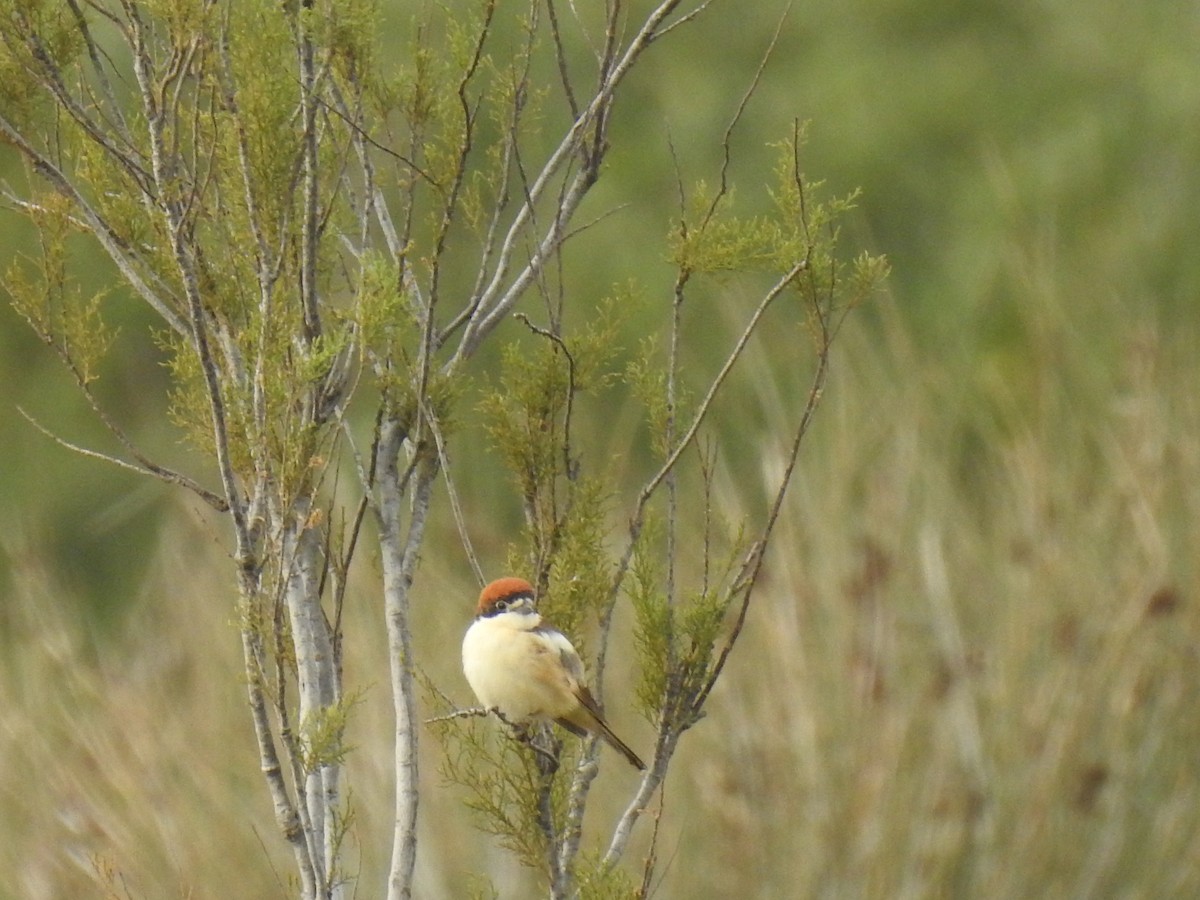 Woodchat Shrike - ML616430212