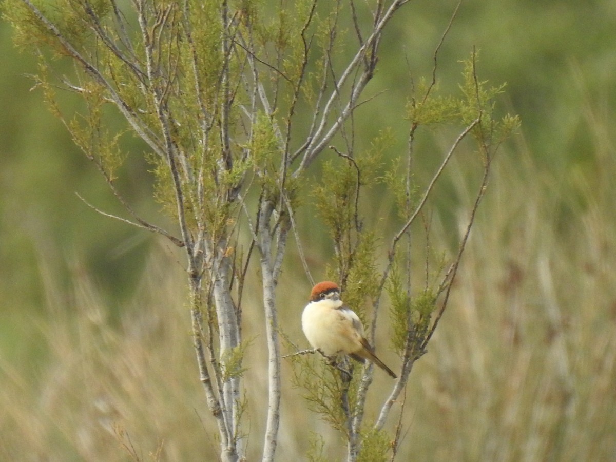 Woodchat Shrike - ML616430213