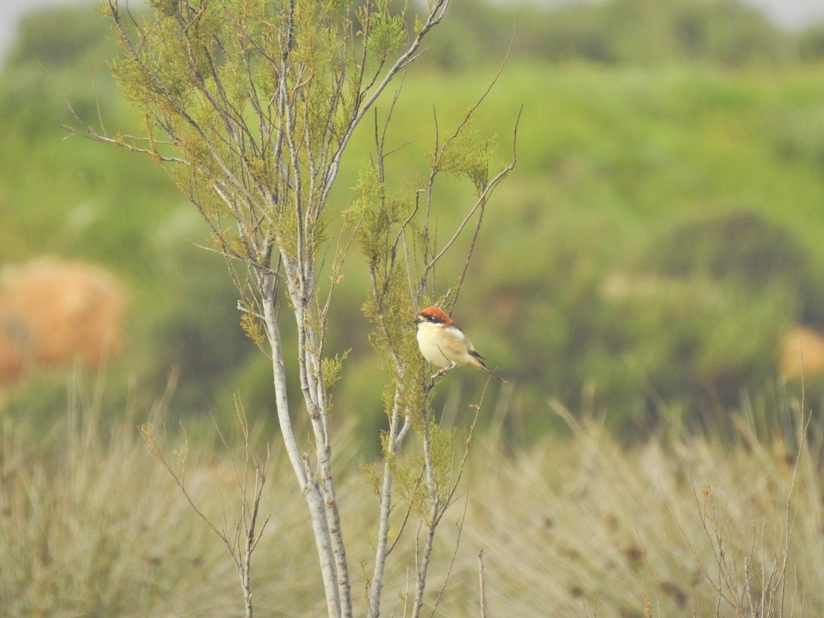 Woodchat Shrike - ML616430214