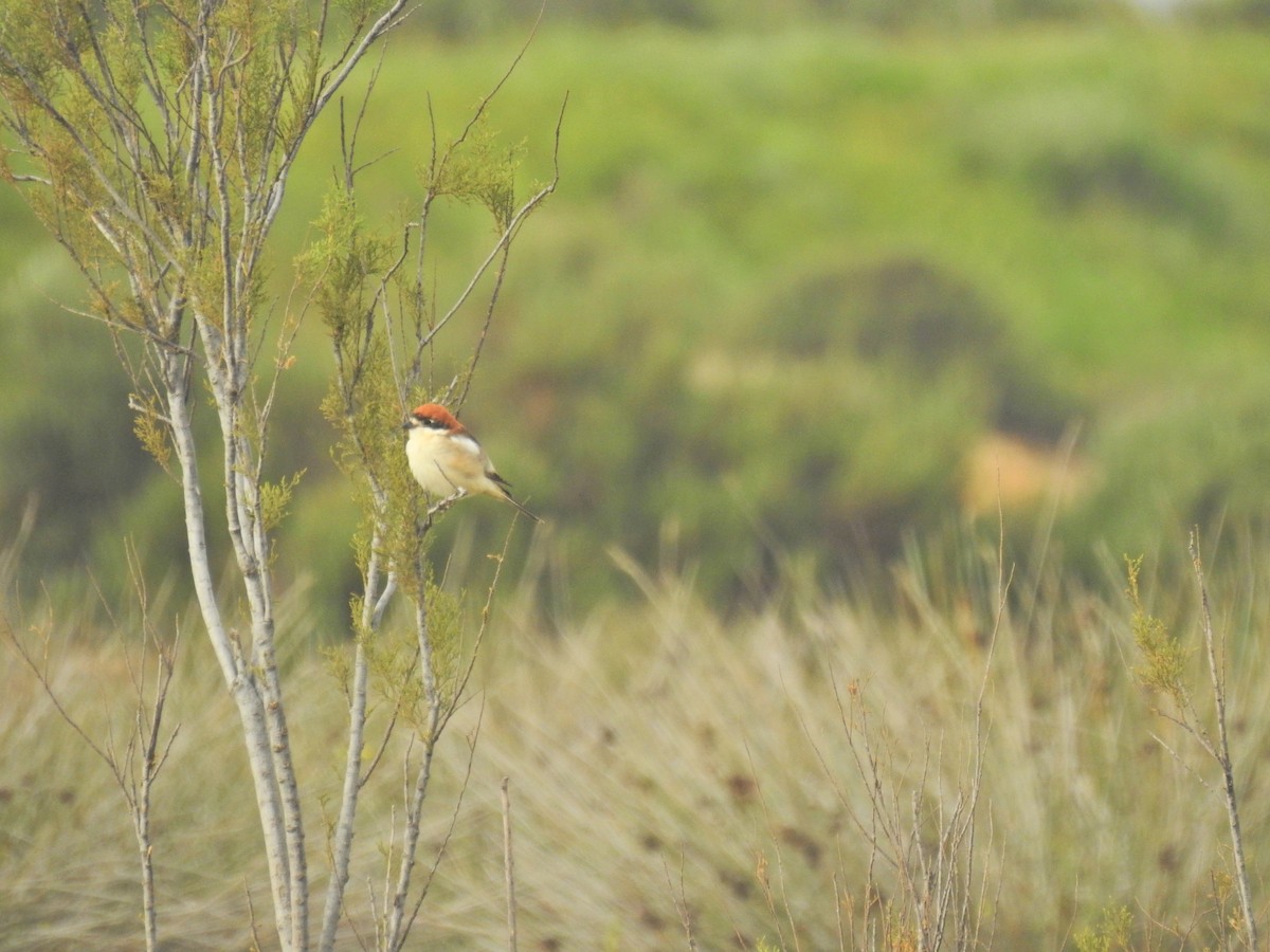 Woodchat Shrike - Nelson Conceição