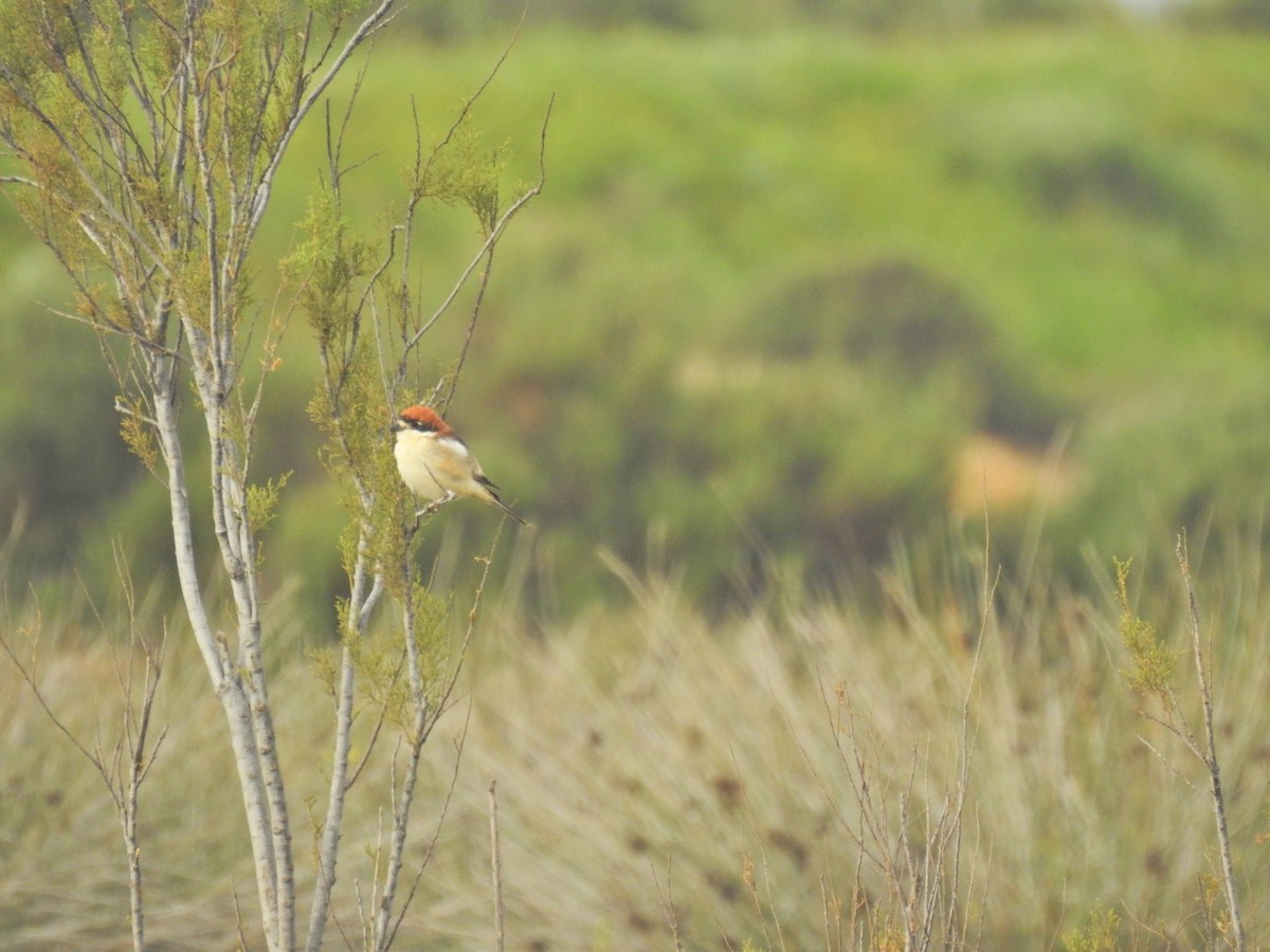 Woodchat Shrike - Nelson Conceição