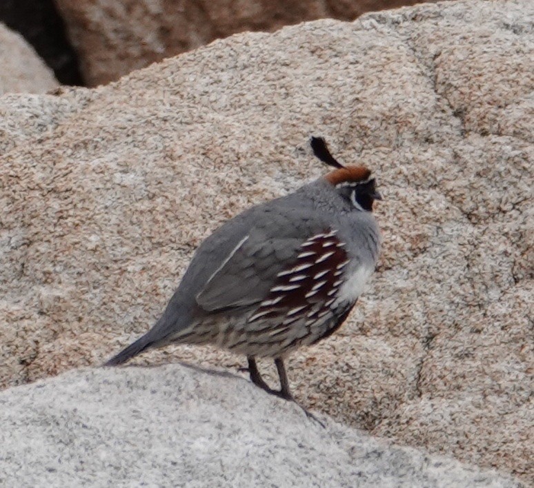 Gambel's Quail - ML616430221