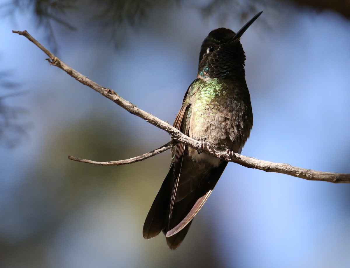 Rivoli's Hummingbird - John Ward