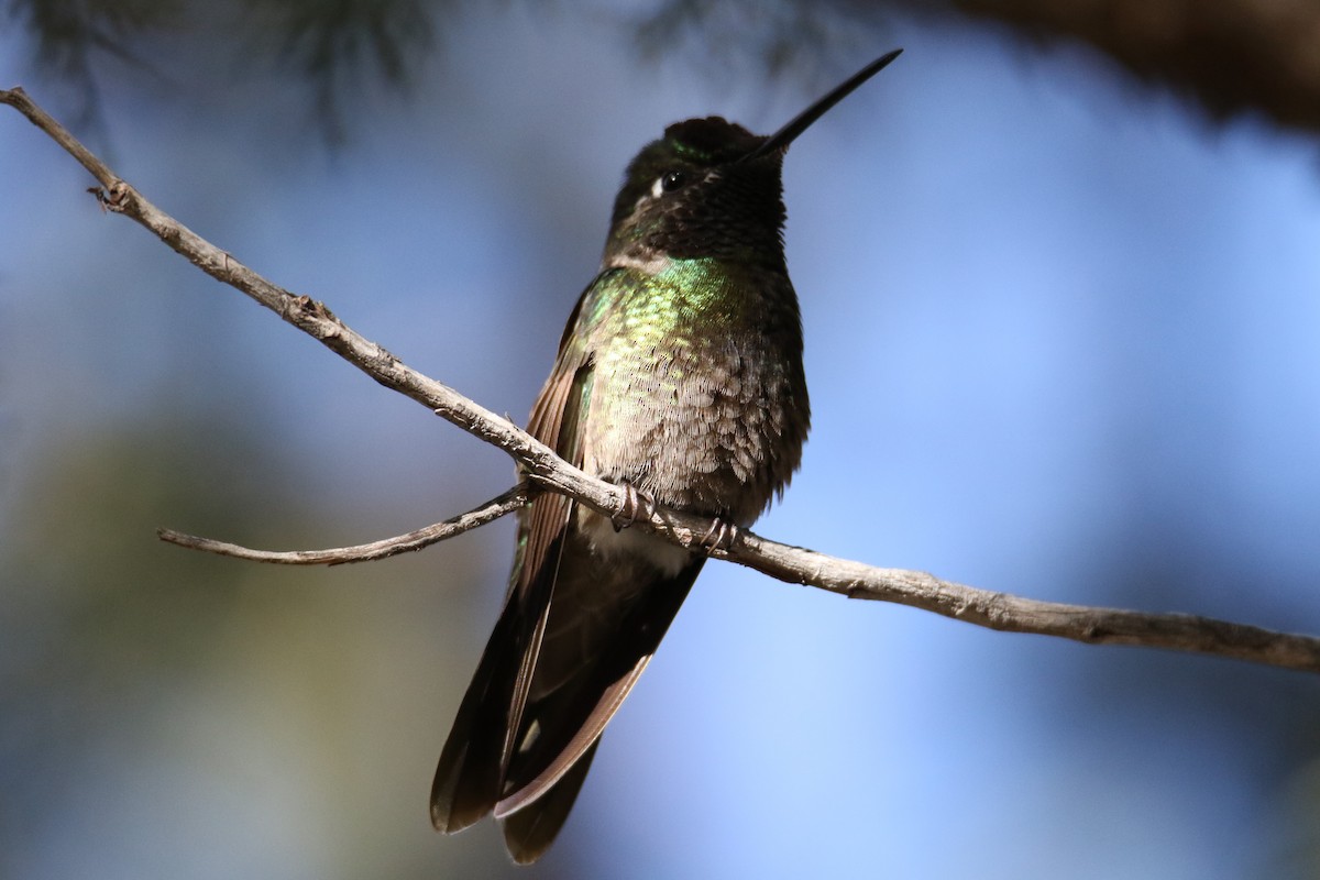 Rivoli's Hummingbird - ML616430270