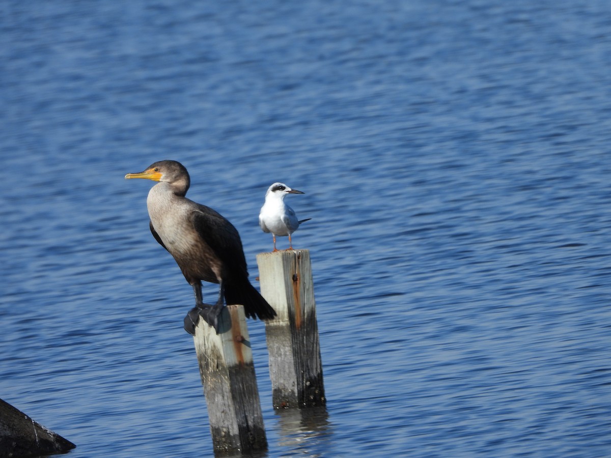 Forster's Tern - ML616430280