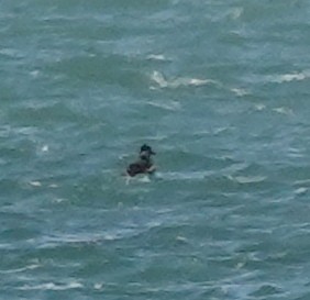 Black Scoter - ML616430283